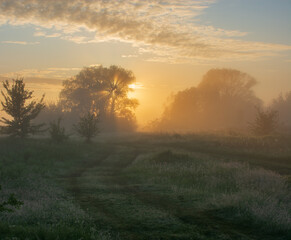Fototapeta premium morning mist over the field