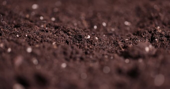details of black fertile soil mixed with peat to improve crop , part of the land that is used for seedlings and for mixing with less fertile land for agriculture