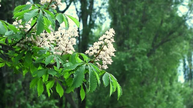 Chestnut tree branches with blooming white flowers swaying gently in the wind, vibrant green leaves moving outdoors, closeup view of nature in motion with soft blurred background for spring concept.