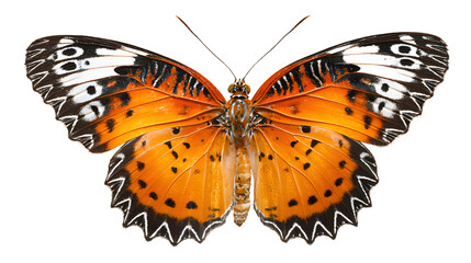 Naklejka premium Vibrant orange butterfly with black and white wings isolated on transparent background, showcasing its delicate patterns and colors in detail