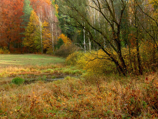 Sunny autumn glade in the deciduous forest. Vibrant orange and green trees under clear sky. © puchan