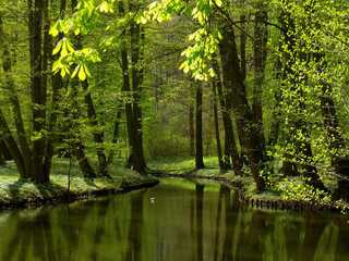 Obraz premium Lush green park with a small pond and overhanging trees. Serene summer landscape in a public garden.