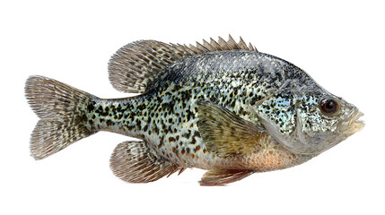 Naklejka premium A vibrant and colorful fish with intricate scales and fins isolated on transparent background swimming in ocean waters with detailed texture