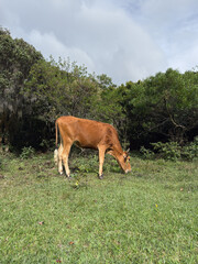 Brown cow grazing on the green grass of a lush mountain pasture - Grass-fed cattle