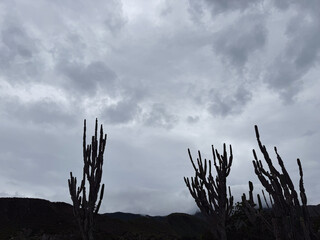  Dramatic silhouette of tall cacti against a cloudy sky - Monochromatic nature background