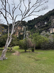 Scenic vertical landscape of a fine waterfall in a tranquil green meadow - Cascada del Vino, Lara, Venezuela
