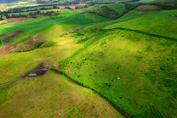 Cows grazing on the green pasture eating lush grass Azores islands in Atlantic ocean, Aerial view