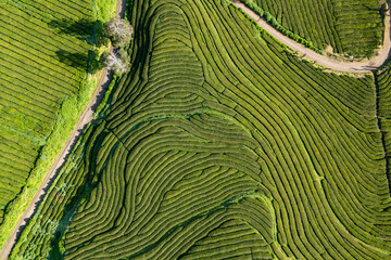 Azores island Sao Miguel, Tea Factory plantation. Aerial drone view of green tea terraces. Portugal