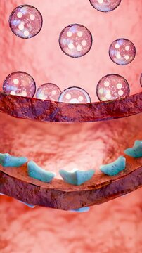 Muscarinic Acetylcholine receptors, muscle fiber sarcolemma, neurotransmitter or neuromuscular junction, cycle of ACH release in Myasthenia gravis, Norepinephrine and Serotonin, Histamine, 3d render
