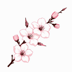 Illustration of Delicate Blossom Branch with Pink Petals and Buds for Floral Decor and Botanical Art Inspiration