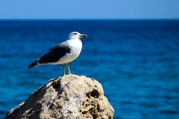 Seem&ouml;we sitzt am Meer