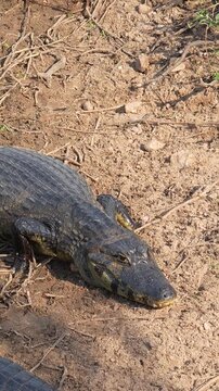 Wild yacare caiman crawling on a muddy riverbank in the brazilian pantanal wetland during the day