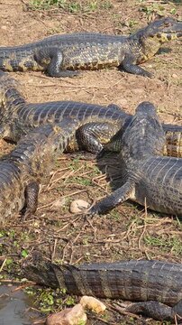 Yacare Caiman Climbing Out of the Water and Confronting a Resting Caiman in the Pantanal Wetlands of Brazil