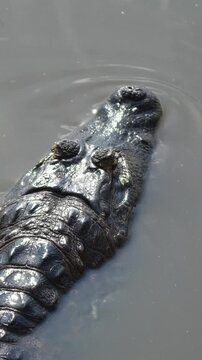 Bird&rsquo;s Eye View of a yacare caiman swimming slowly in the muddy waters of the pantanal wetland in brazil