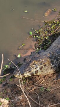 Caiman Resting on Muddy Riverbank in the Pantanal, Overhead Perspective from Transpantaneira Road, Brazil
