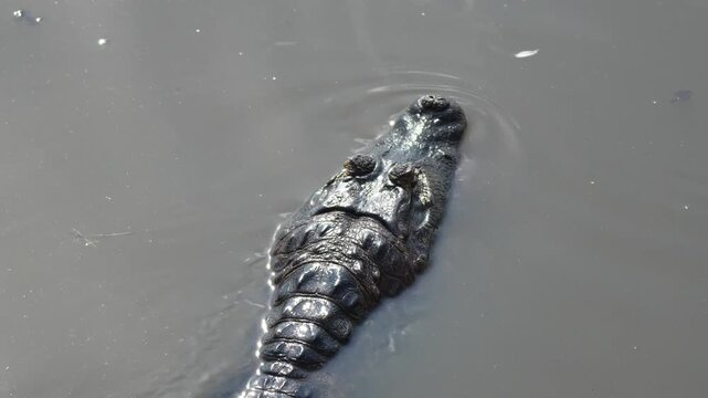 Yacare caiman seen from above, caiman yacare, swimming in murky water. Wild reptile predator hunting in its natural habitat in the pantanal, brazil