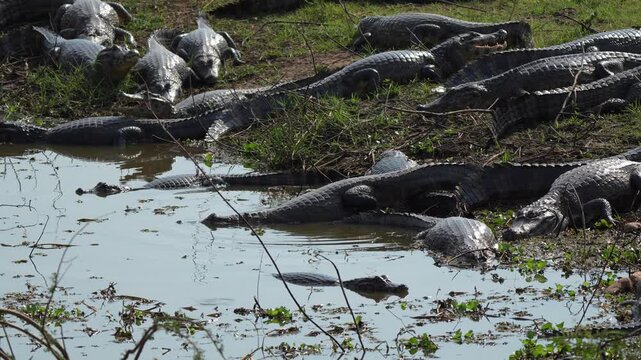 Sizable gathering of yacare caimans can be seen lounging on a riverbank and gliding through the water. This renowned wildlife sanctuary is located in the beautiful pantanal region of brazil