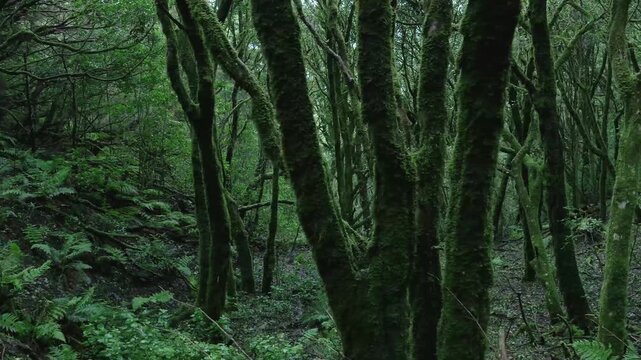 Mossy laurel trees in a deep green forest