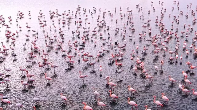 Dense pattern of pink flamingos spread across lake surface. High angle shot showing a vast number of pink flamingos distributed throughout a shallow water body.