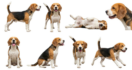 cute tricolor beagle dog standing sitting and rolling on back