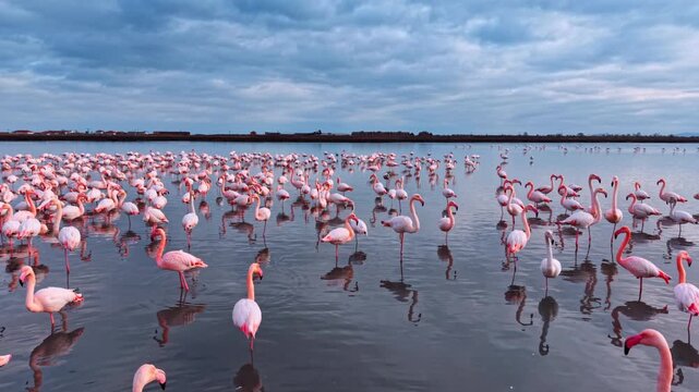 Pink flamingos in water with horizon and dramatic clouds. Group of flamingos in the foreground with a vast colony behind under a textured cloudy sky.