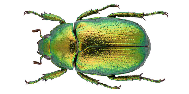 Macro Photography of a Shimmering Iridescent Green and Gold Beetle on a Dark Field