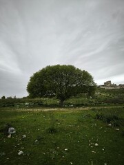 Large solitary tree growing on green fields near the ancient city of Miletus, blending nature and history.