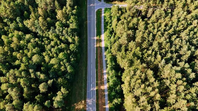 Vertical aerial view of asphalt road in evergreen forest. Straight down drone shot showing a road and parallel path dividing two sections of a dense pine forest.