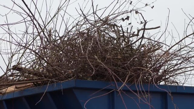 A tractor with a bucket throws branches and various wood into a crusher for shredding. A wood chipper shreds wood into one pile. Branches and wood received at the composting station are crushed on a