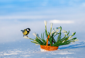 a titmouse sits in a spring garden on a basket with snowdrops among the snow © nataba