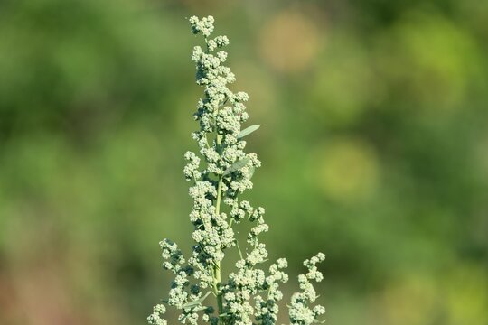 Close up of a fat hen (chenopodium album) plant