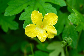 Naklejka premium Bitter melon flower in bloom, Momordica charantia yellow blossom with five petals and green vine leaves, tropical climbing vegetable plant, close up with soft natural background.