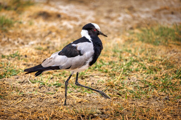 Obraz premium Blacksmith Lapwing Standing in Natural Grassland Habitat