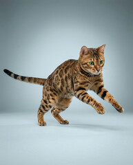 bengal katze in bewegung vor grauem hintergrund in studioaufnahme