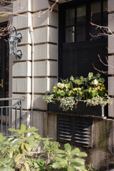 Flower box on a building with yellow and white flowers during day