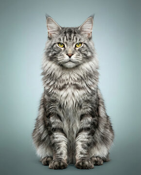 elegante maine coon katze mit dichtem fell isoliert auf neutralem hintergrund