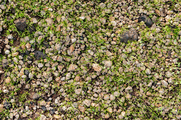 Pebble ground texture with many plant sprouts for design and games