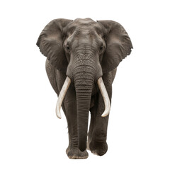 Obraz premium massive african bull elephant, deeply wrinkled gray hide and heavy ivory tusks, walking forward in high-key shadowless studio light, concept of immense natural power