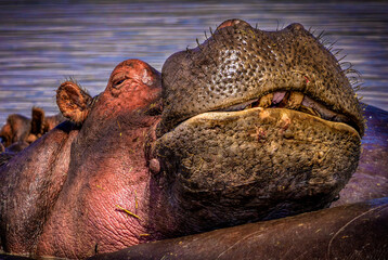 Fototapeta premium Close-Up Portrait of Hippopotamus Resting in Water