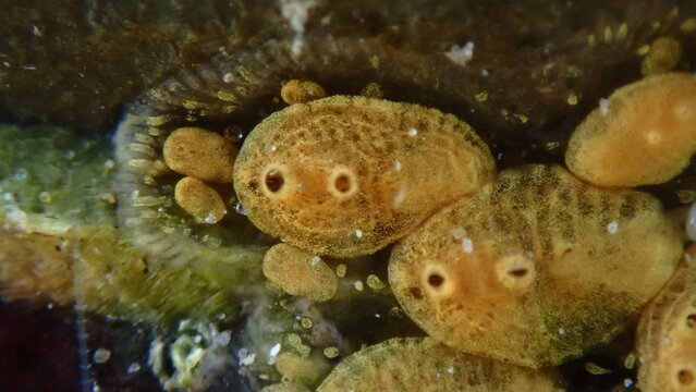 Colonial tunicate or ascidian, sea squirt (Symplegma brakenhielmi) extreme close-up undersea, Ligurian Sea, Italy, Imperia