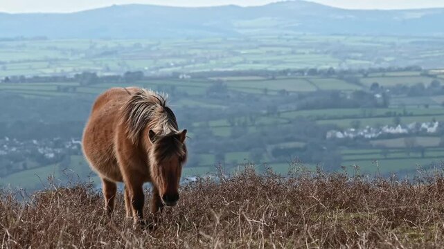 Dartmoor ponies with Tavistock seen in the distance