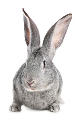 Fototapeta premium Cute fluffy Easter bunny isolated on white