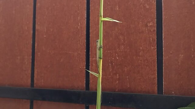 Draco volans or Flying Dragon Lizard climbing on a green bamboo stick with wooden fence background