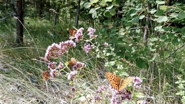 Numerous butterflies flutter around fragrant flowers.
Butterfly activity near a flowering bush in the sunlight. Interaction between insects and nature in a summer garden.