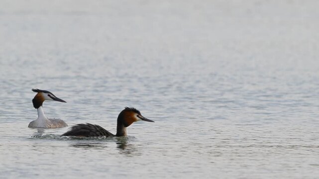 Two great crested grebes (Podiceps cristatus) diving into a lake, shaking their feathers, and swimming in natural wildlife environment. Close-up view of wild water bird behavior captured in slow motio