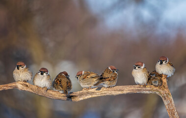 Naklejka premium flock of funny birds plump sparrows sitting on a branch side by side in a sunny garden
