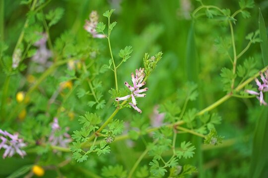 Common fumitory, or Fumaria officinalis wild plant flowers