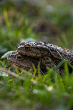 Pair of common toads (Bufo bufo) in amplexus during spring migration