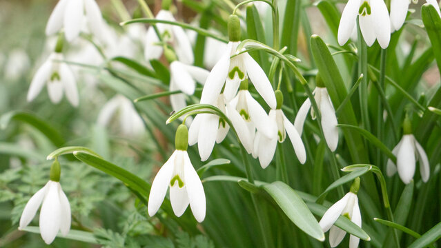 Crocus Blossom Close Up, Early Spring Wildflower in Garden