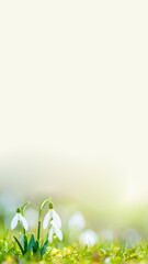 Schneegl&ouml;ckchen im Fr&uuml;hling 